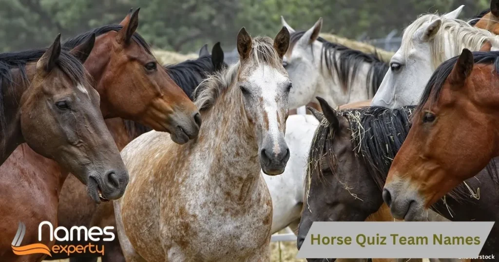 Horse Quiz Team Names