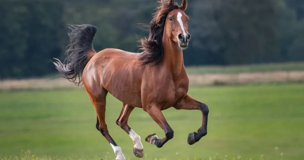 Horses